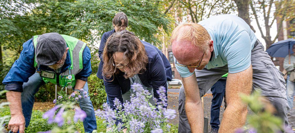 Kamp-Lintfort pflanzt Färbergarten für Naturfarben