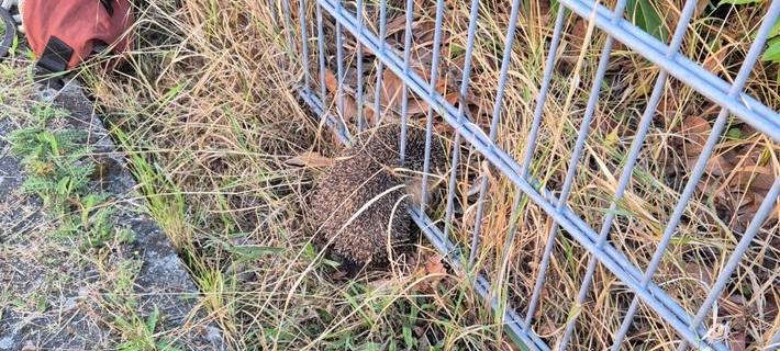 Der Igel in der misslichen Lage