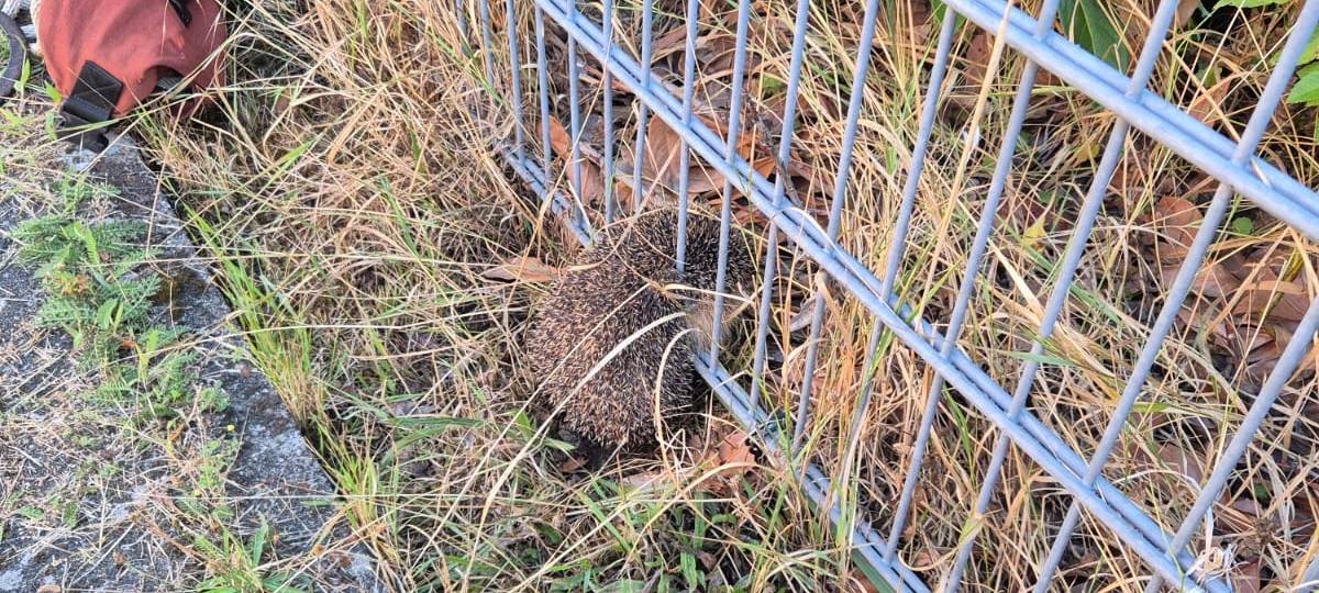 Feuerwehr Xanten rettet Igel aus Zaun in Lüttingen