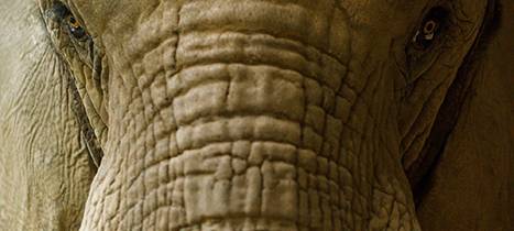 Duisburg Zoo-Elefanten ziehen nach Polen um