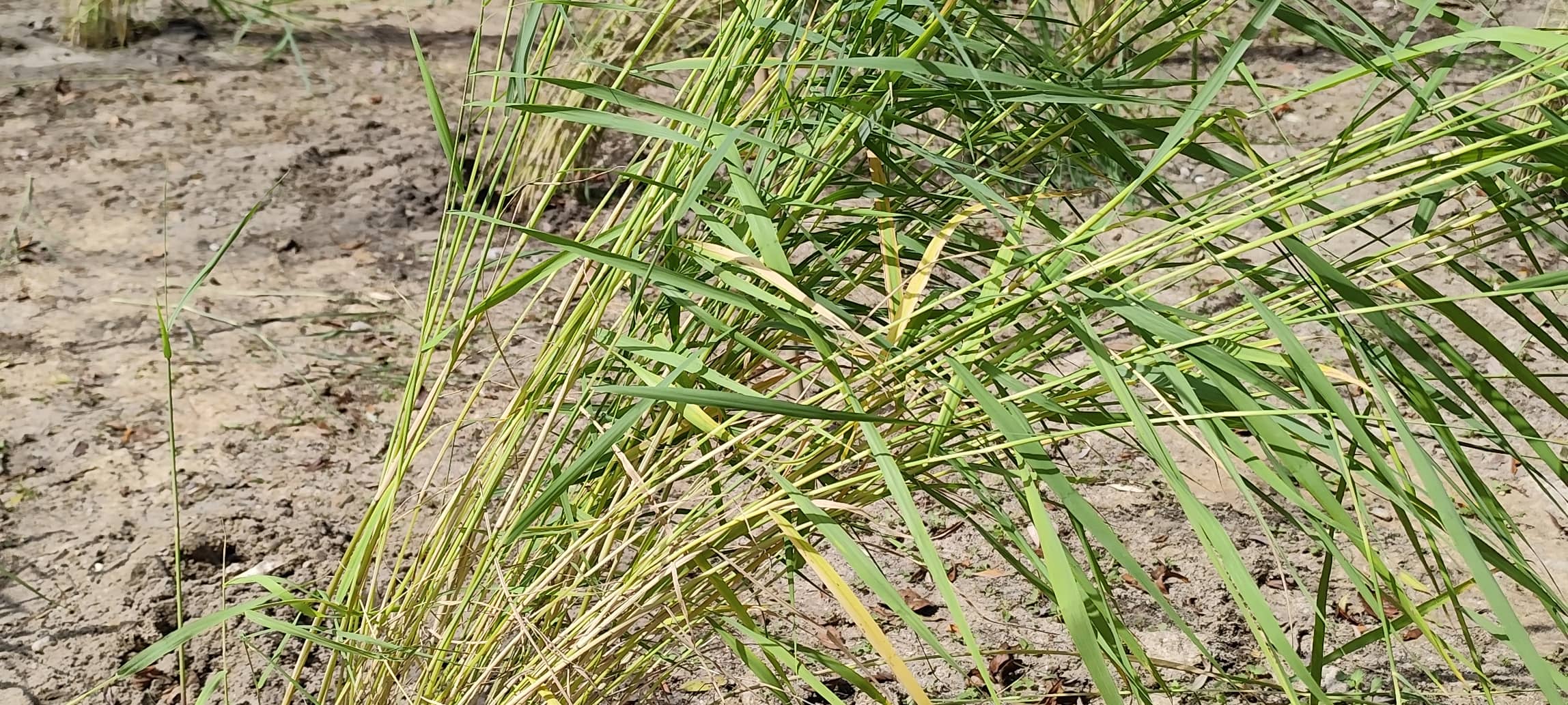 Neue Schilfflächen im Kreis Wesel