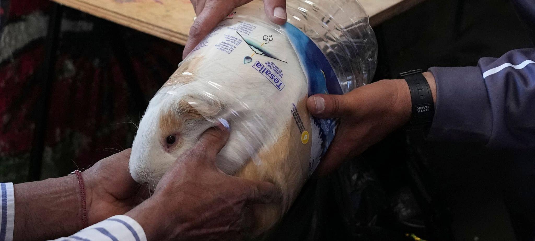 Meerschweinchenrennen in Ecuador