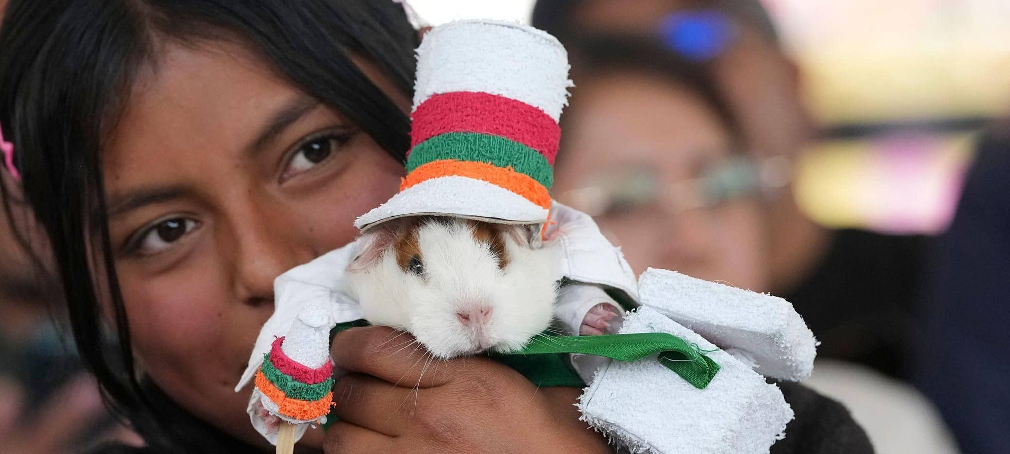 Meerschweinchenrennen in Ecuador