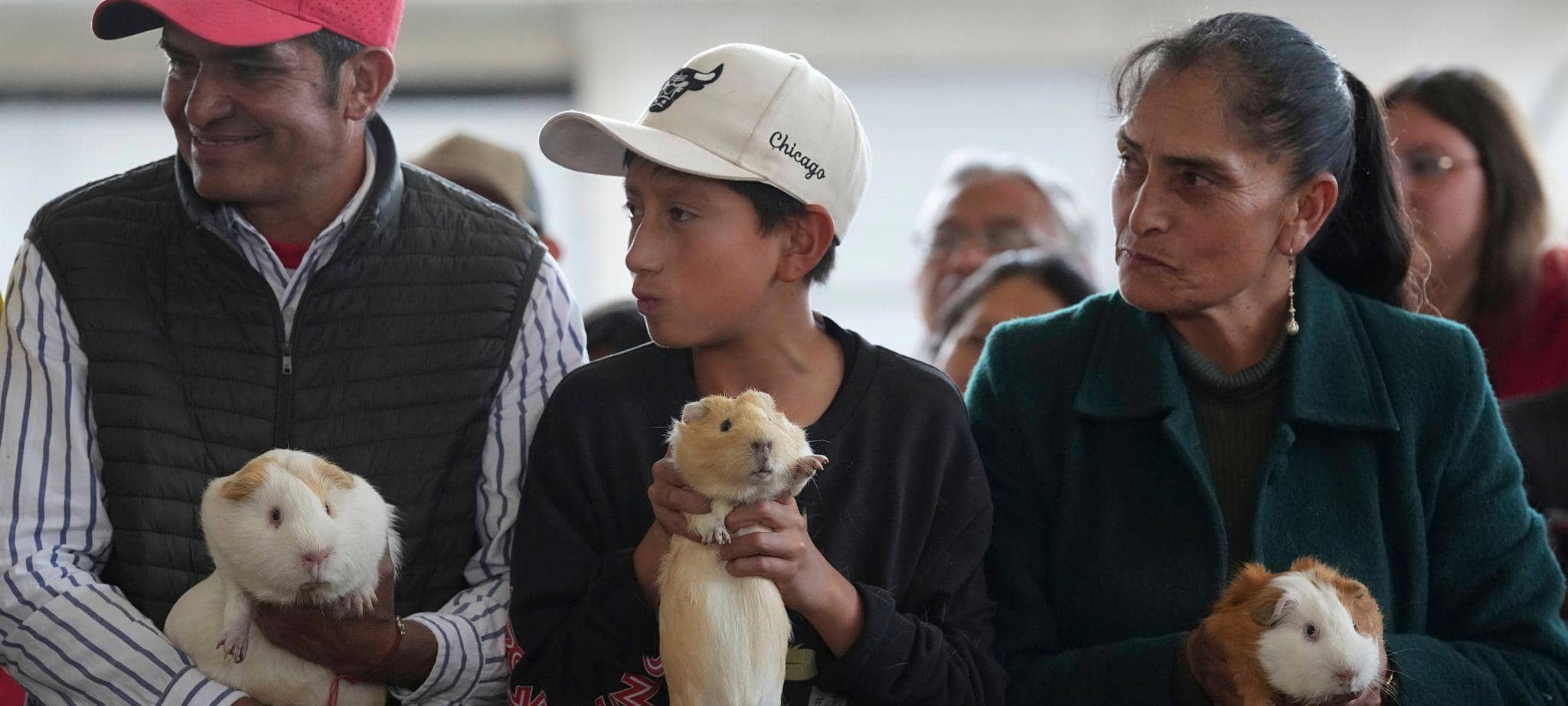 Meerschweinchenrennen in Ecuador