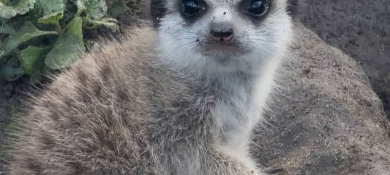 Kalisto-Tierpark freut sich über Nachwuchs