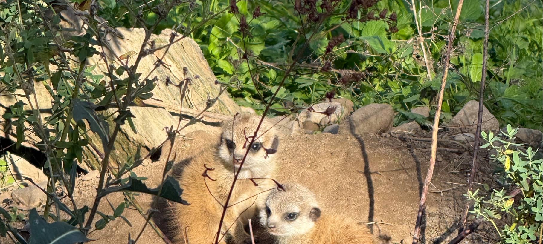 Kalisto-Tierpark freut sich über Nachwuchs