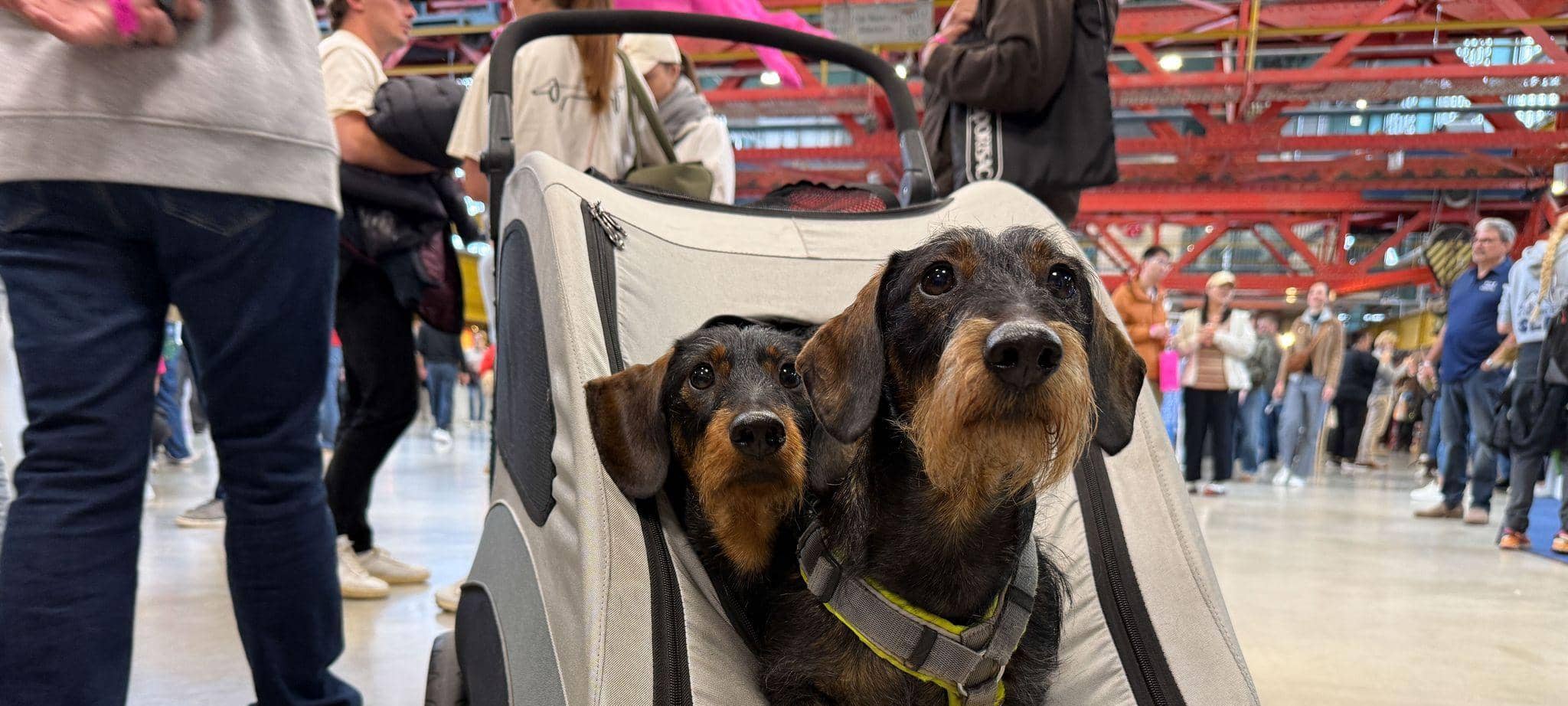 Hundemesse «DogWorld» mit Dackelrennen