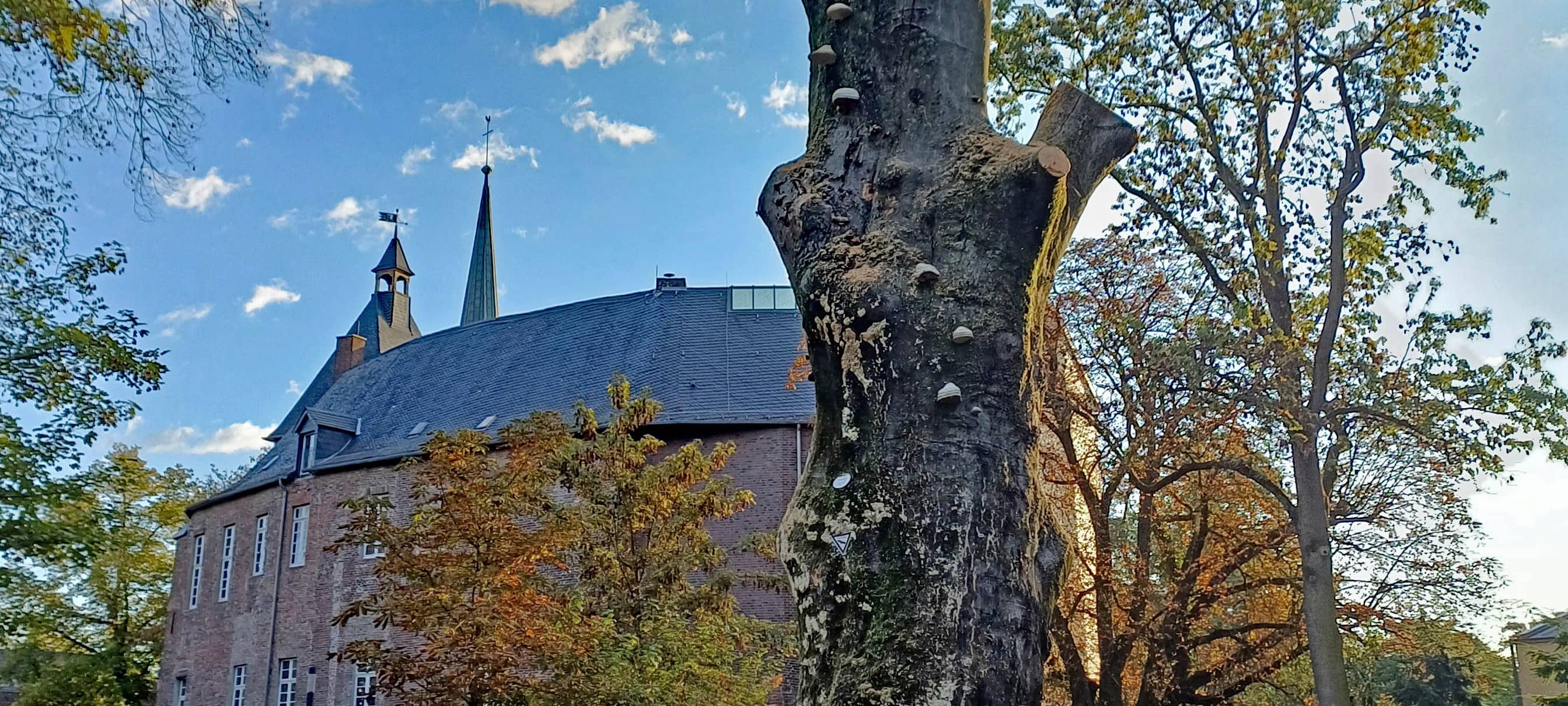 Moers fällt 250 Jahre alte Blutbuche am Schlossplatz
