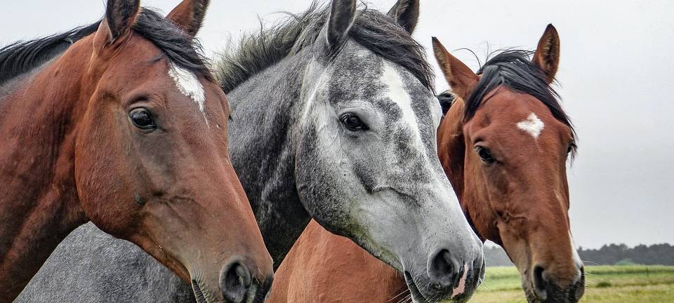 Sonsbeck lädt zur Fohlenschau der Kreise Wesel und Kleve