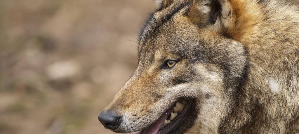 Mögliche Wolfssichtungen im Kreis Wesel