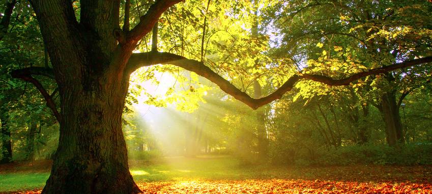 Eine halbe Million Bäume