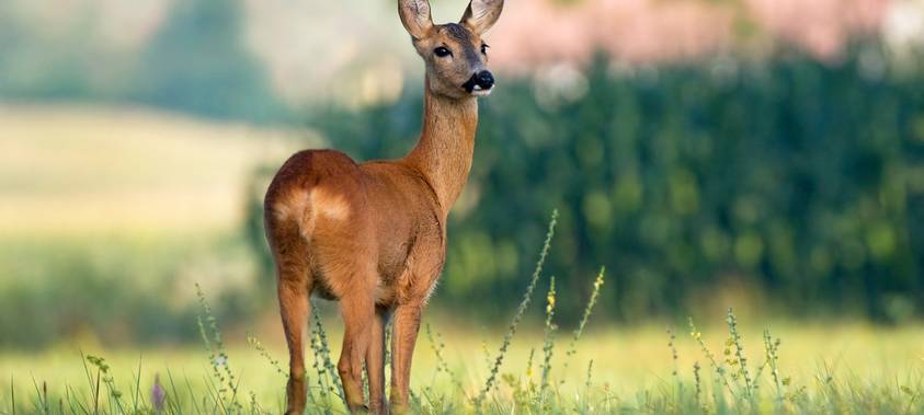 In Hamminkeln wurden 55 Rehkitze gerettet