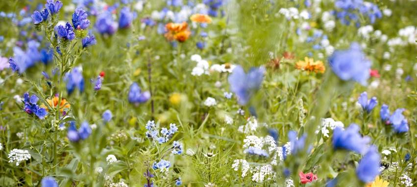 Blühwiese im Xantener Kurpark bekommt Auszeichnung vom NABU