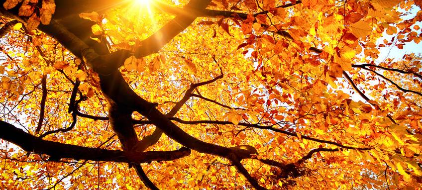 Herbstliches Wetter lässt Waldbrandgefahr sinken