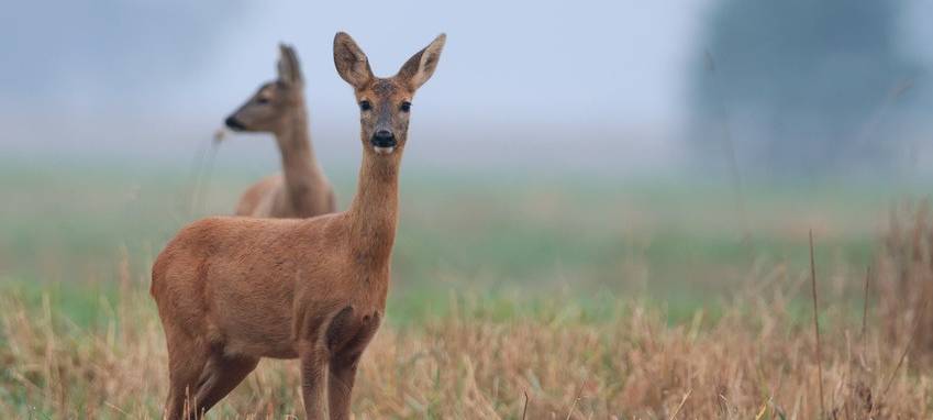Rehe ruinieren Weinlese in Sonsbeck