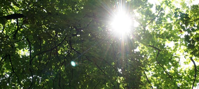 Bürgerinitiative hält Sonntag Mahnwache im Baerler Busch