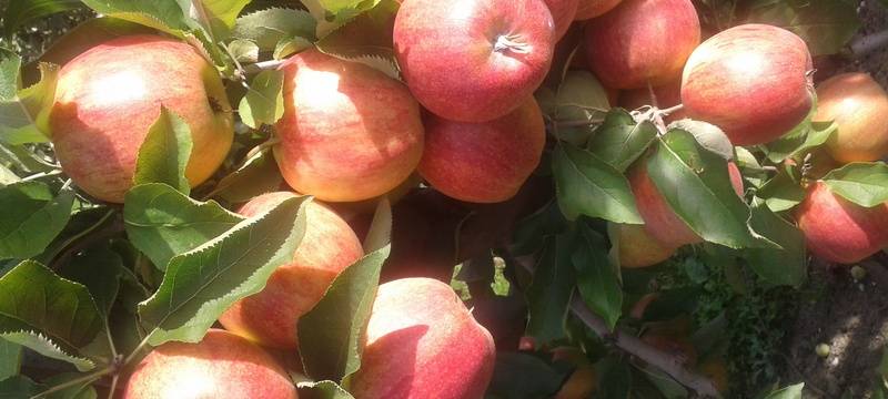 Die Fruchtsaft-Industrie befürchtet Engpässe beim Apfelsaft