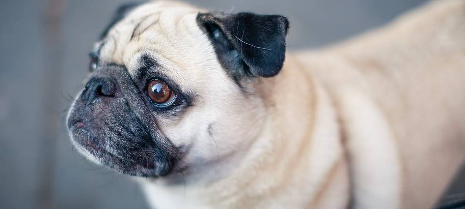 Füchse an Staupe erkrankt - Impfung für Hunde empfohlen