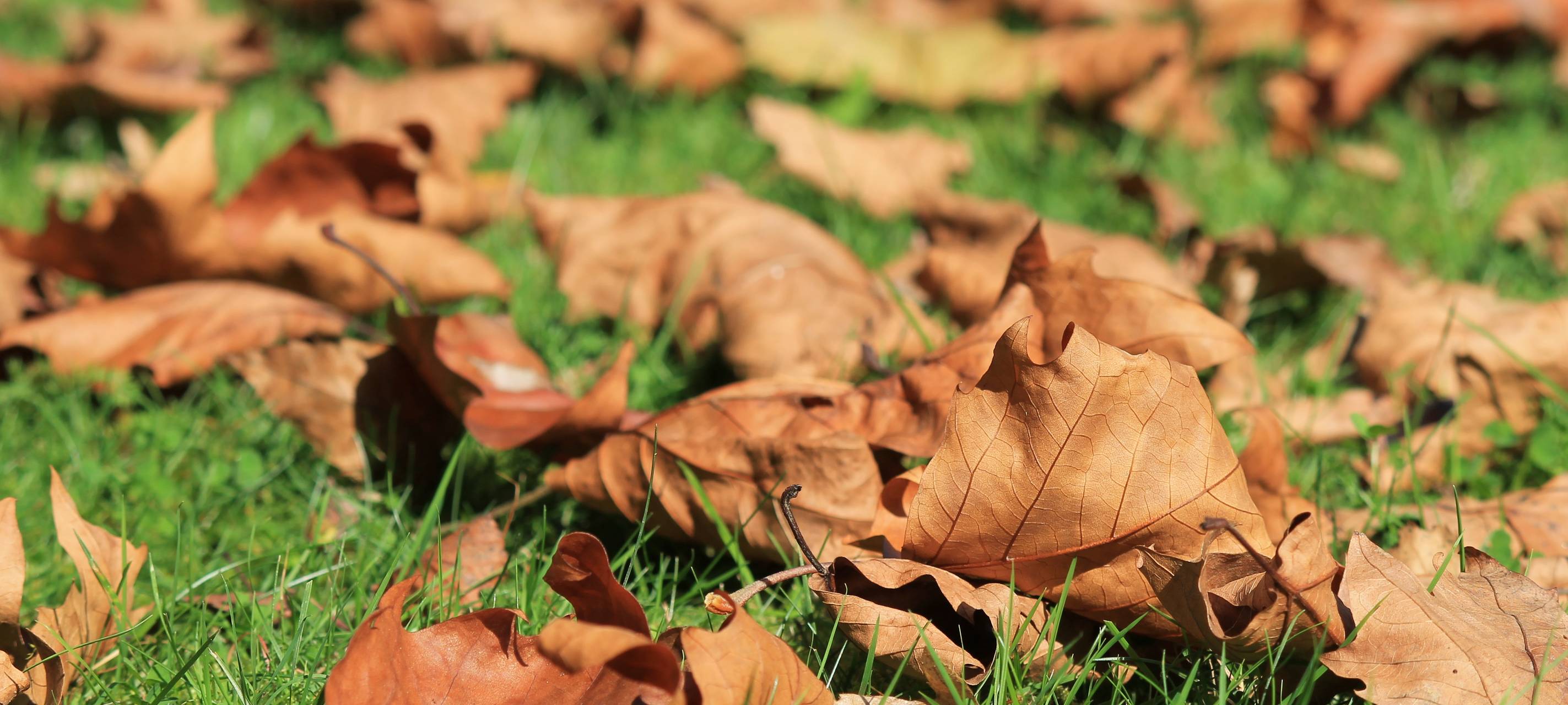 In Moers ist das Laubmobil wieder unterwegs