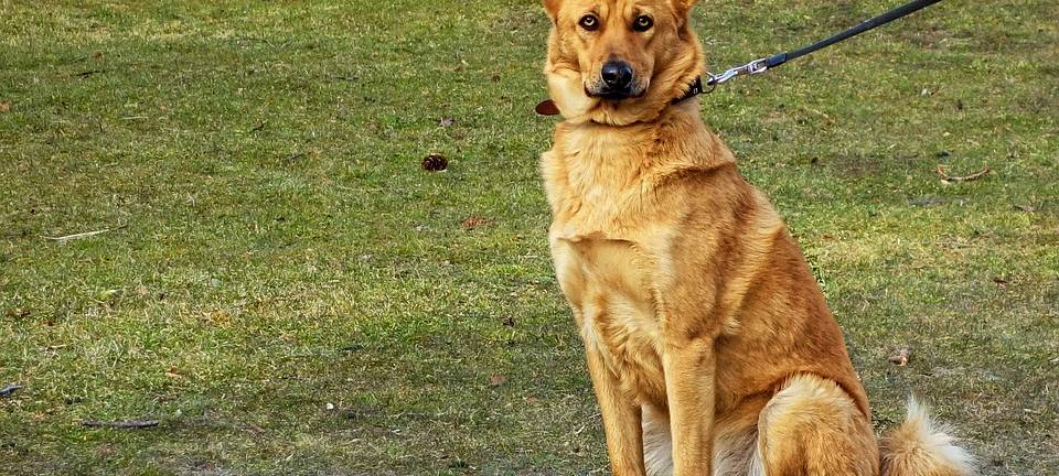 Neue Hundewiese in Dinslaken lässt noch auf sich warten