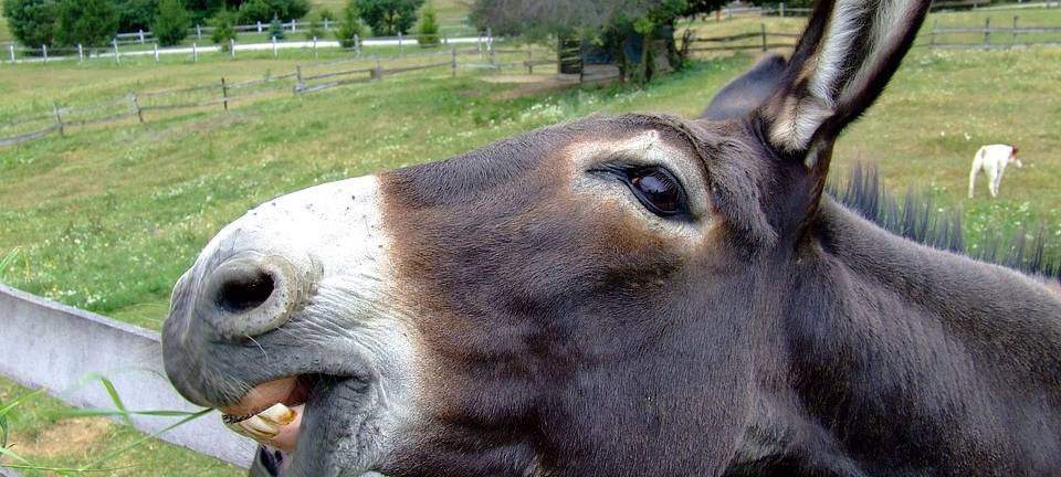 Esel beißt auf Grashalm