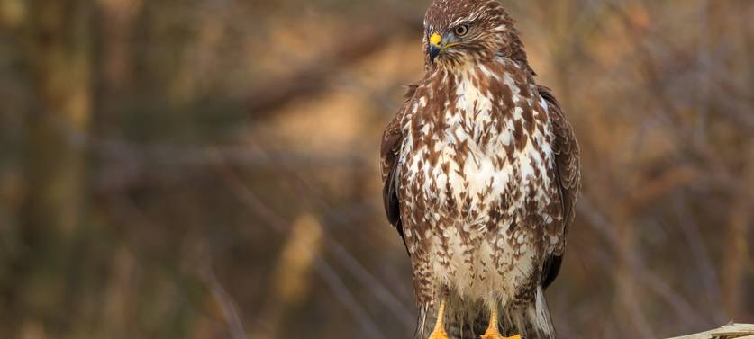 Zweiter Fall im Kreis: Bussard in Xanten hatte Geflügelpest