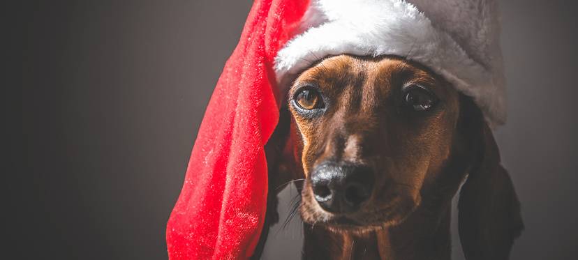 Nikolausmarkt-Bewerbungen