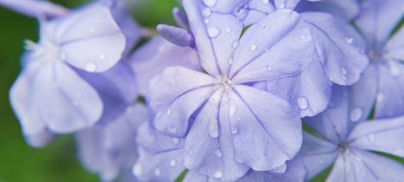 Im Kreis Wesel öffnen acht Privatgärten für Besucher