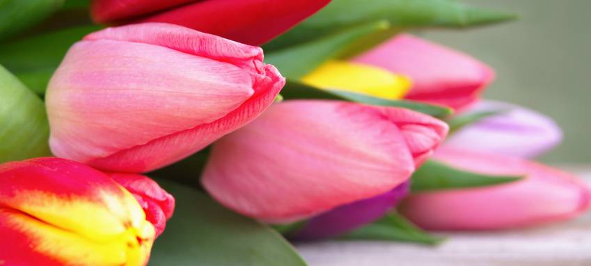 Craftbeer-Festival und Tulpenfest in Dinslaken