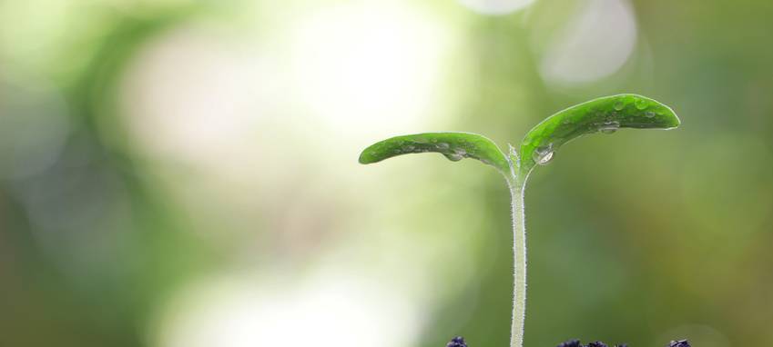Neukirchen-Vluyn für Deutschen Nachhaltigkeitspreis nominiert