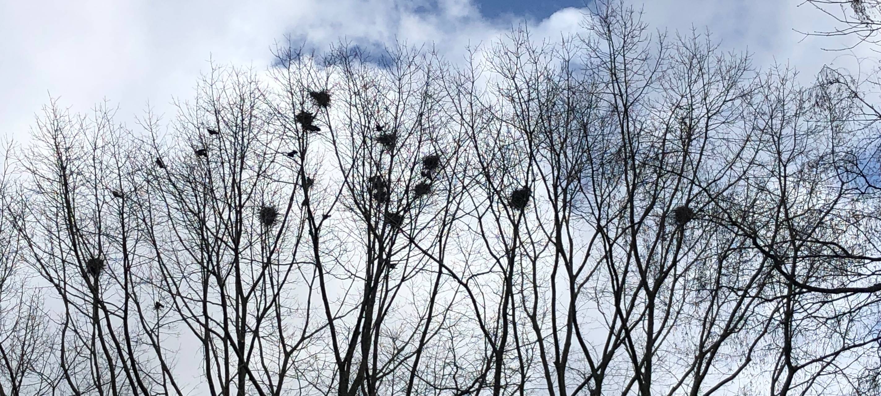 Wesel: Diskussion um Saatkrähen