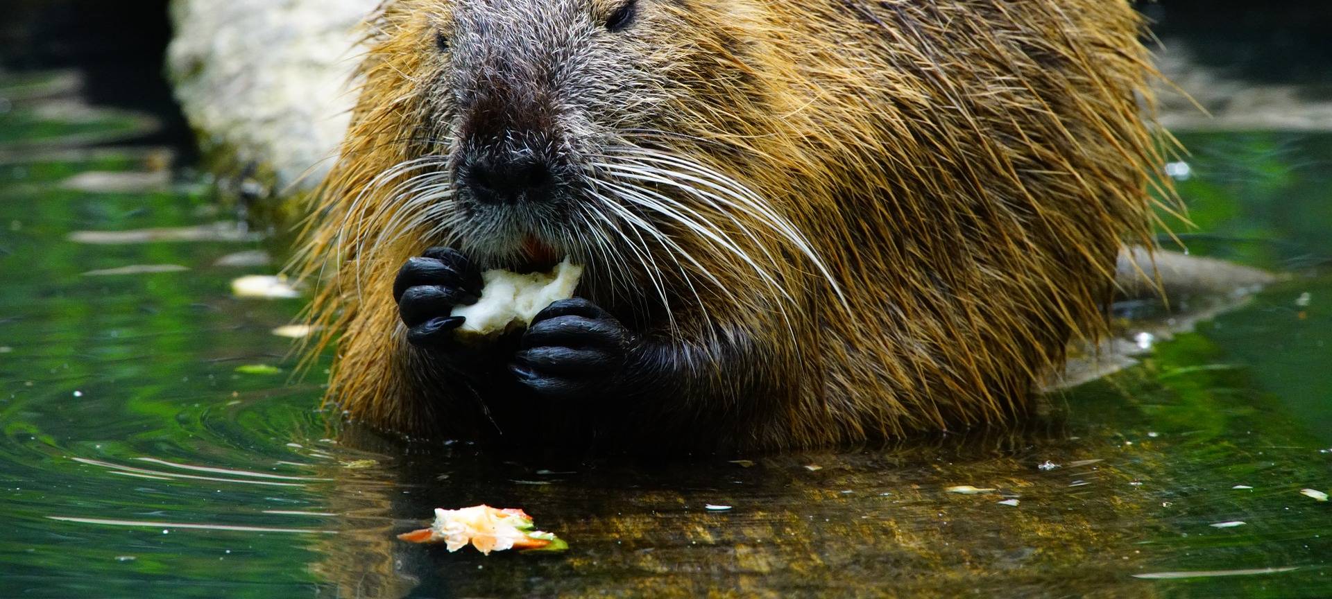 NABU spricht sich für den Abschuss von Nutrias aus