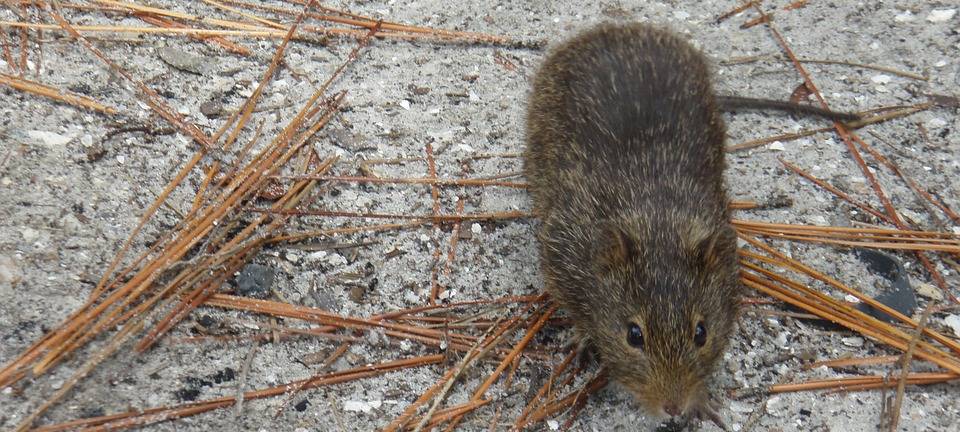 Werden Ratten in Dinslaken ausreichend bekämpft?