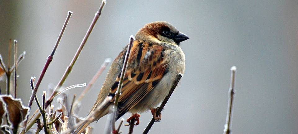 Fast 70 Vogelarten bei großer Zählaktion im Kreis Wesel