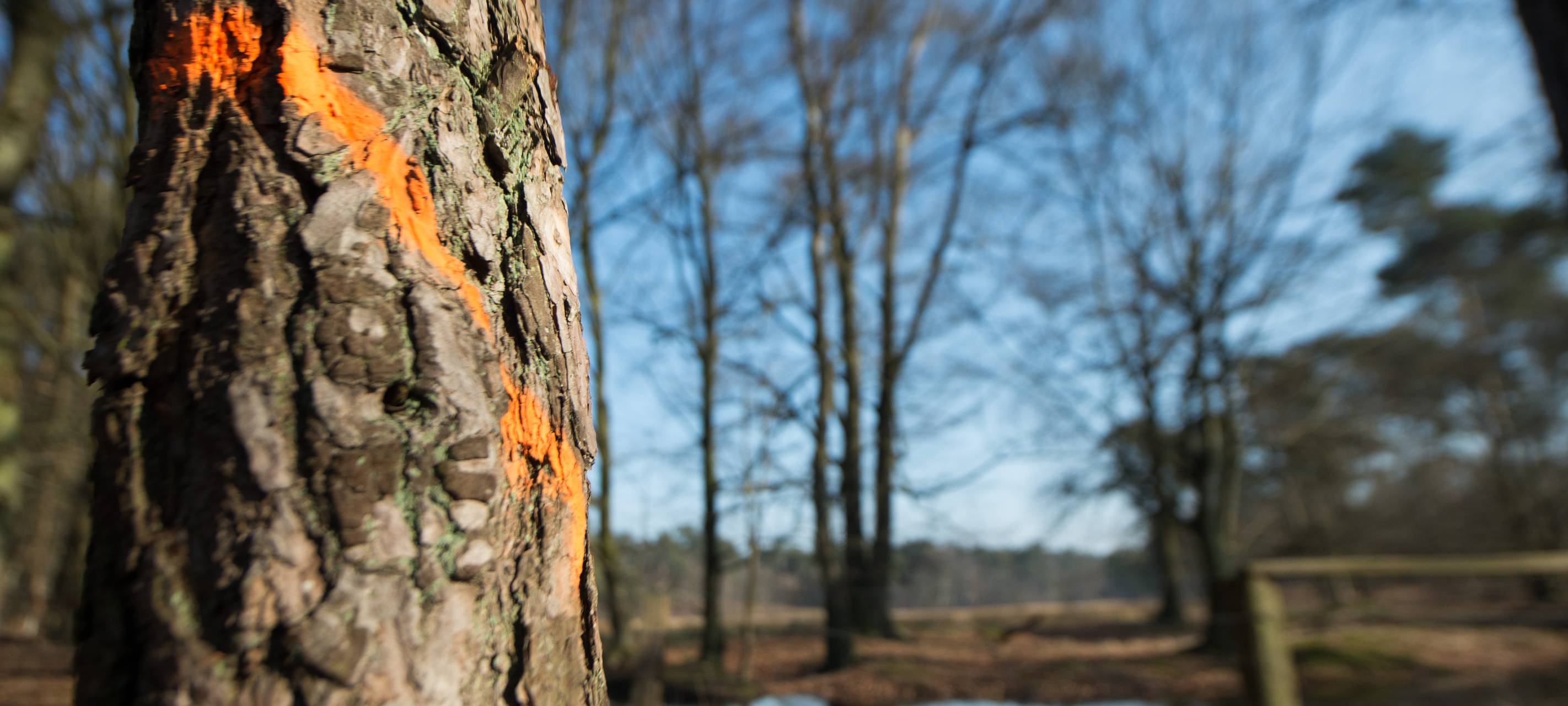 Neue Wald-Checkrunde läuft in NRW und bei uns