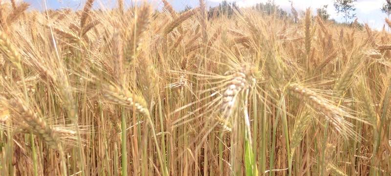 Getreideernte auch im Kreis Wesel unterdurchschnittlich