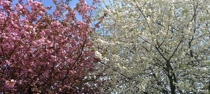 Bäume in voller Blüte