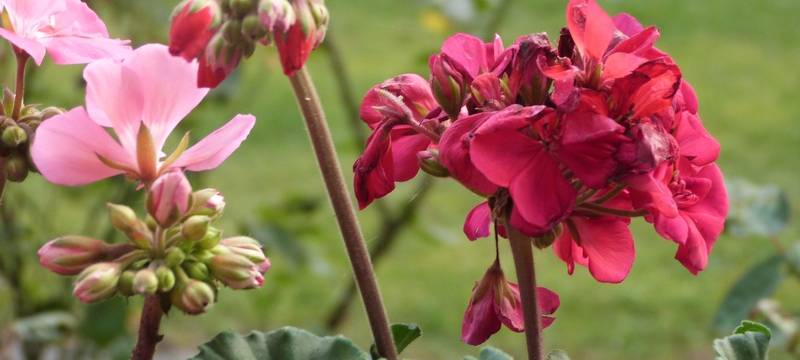 Kamp-Lintfort öffnet am Wochenende seine Gärten