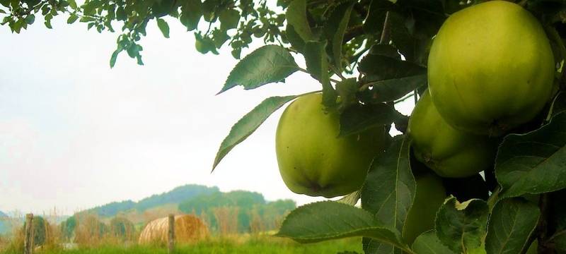Süße Äpfel: Obst-Bauern im Kreis sind mit der Ernte zufrieden