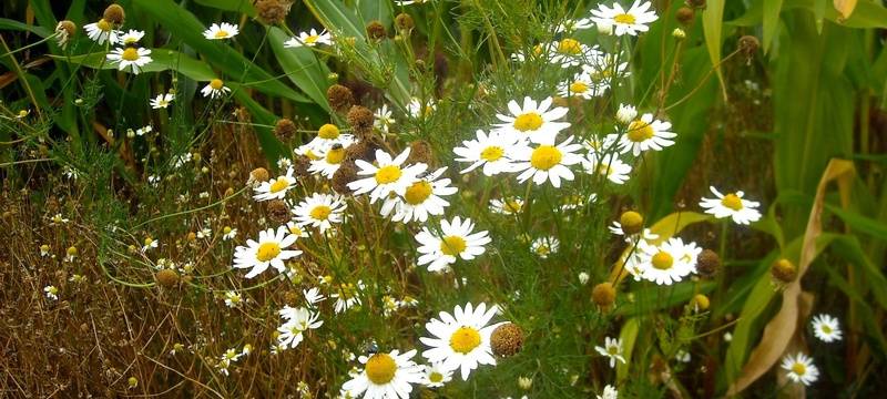 Xantener können bald Grünflächenpaten werden