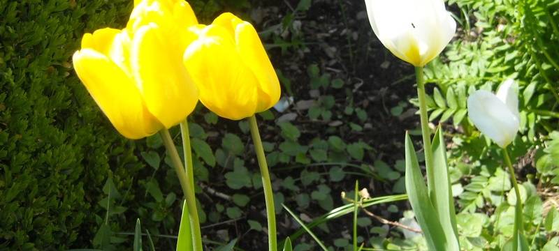 18.000 Blumenzwiebeln für die Landesgartenschau