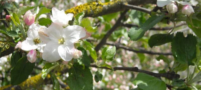 Erinnerungsbäume in Dinslaken