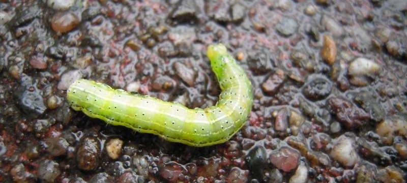 Auch Moers geht gegen Eichenprozessionspinner vor