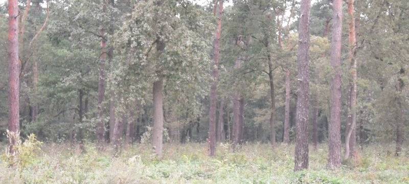 Waldbauern setzten im Klimawandel auf Mischwälder