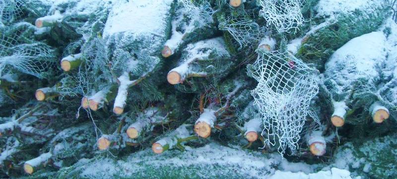 Weihnachtsbäume im Kreis Wesel: Wo es sie gibt