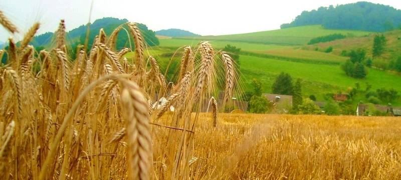 Kein schneller Weizenanbau im Kreis Wesel möglich