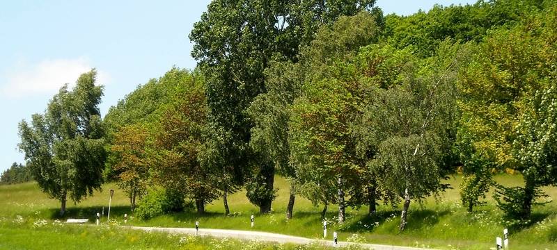 Hitze und Natur: Moers pflanzt neue Bäume