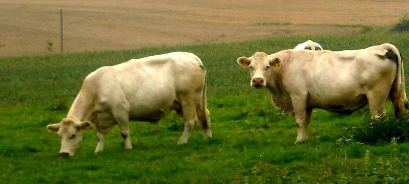 Kreisbauern Wesel: Perspektiven statt Verbote