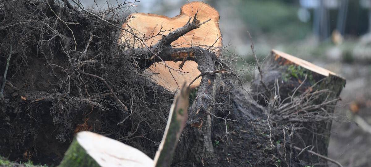 Moerser Bäume haben Rußrindenkrankheit