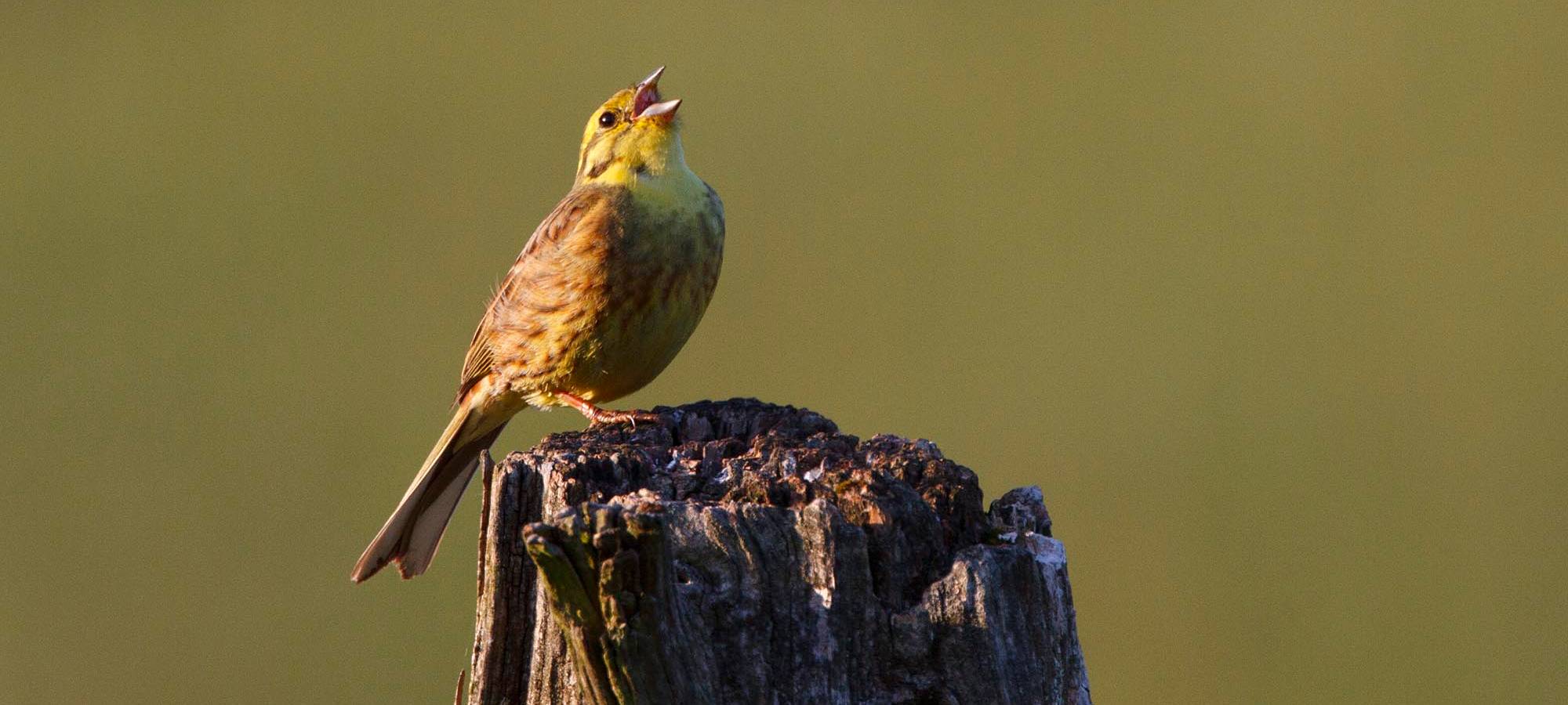 "Stunde der Gartenvögel" startet